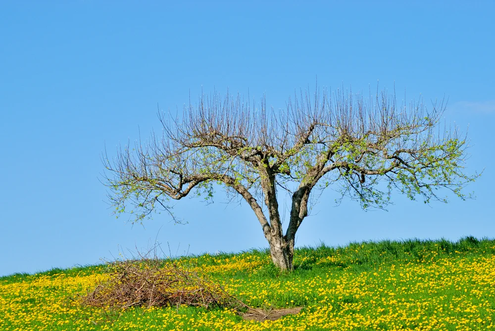 pruning an Apple Tree | Freshly Pruned Apple Tree